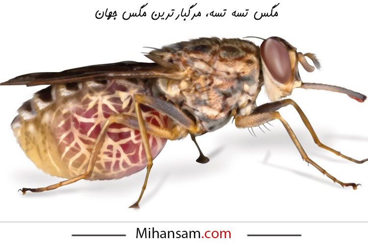 مگس تسه تسه، مرگبارترین مگس جهان