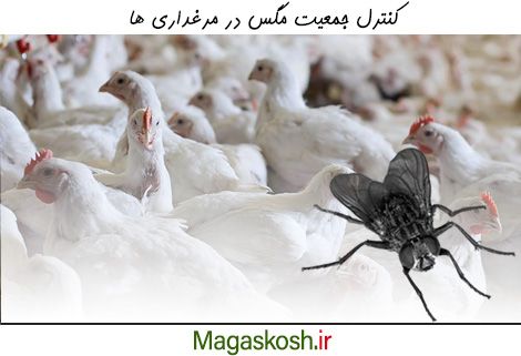 کنترل مگس در مرغداری